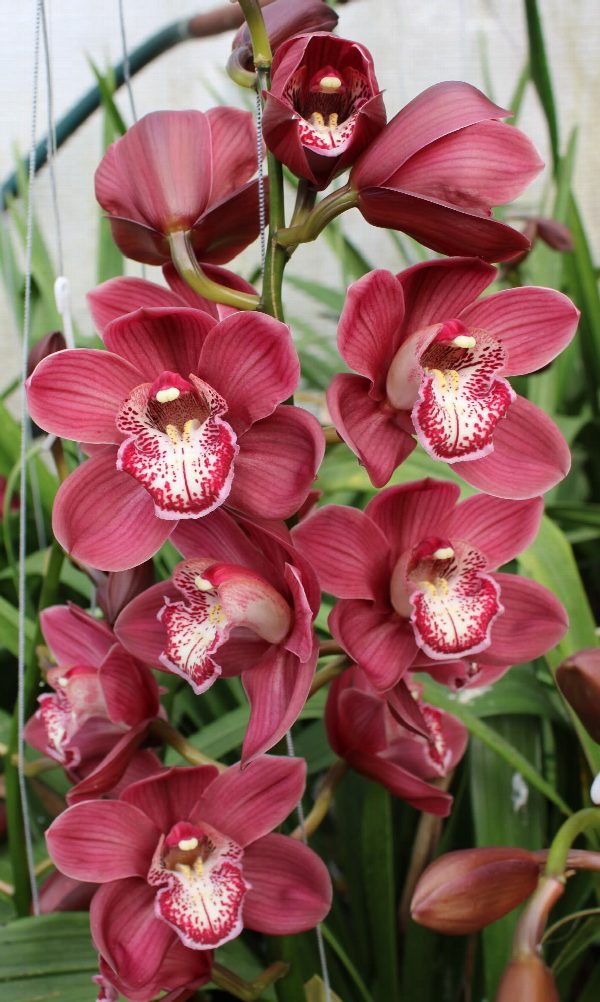 Cymbidium large flowered VULCAN, photo 4