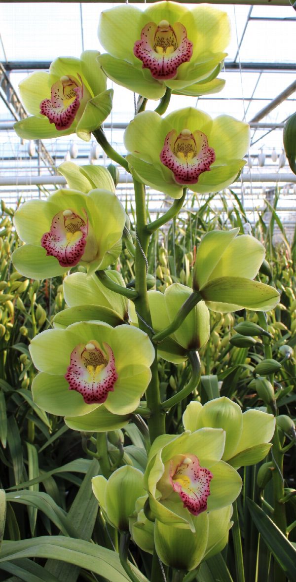 Cymbidium large flowered Waylands Majestic, foto 3