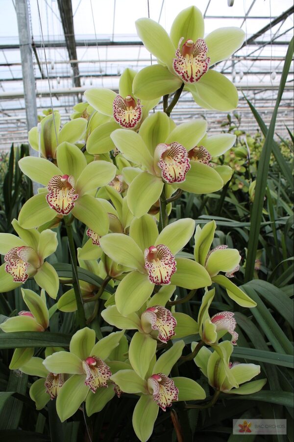 Cymbidium large flowered HANS, фото 4