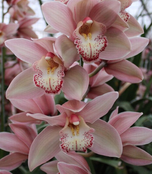 Cymbidium large flowered REYNELLA, фото 4