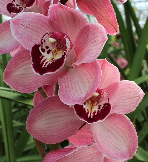 Cymbidium large flowered LAZISE, foto 4