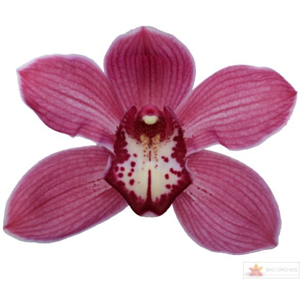 Cymbidium large flowered RED DREAM