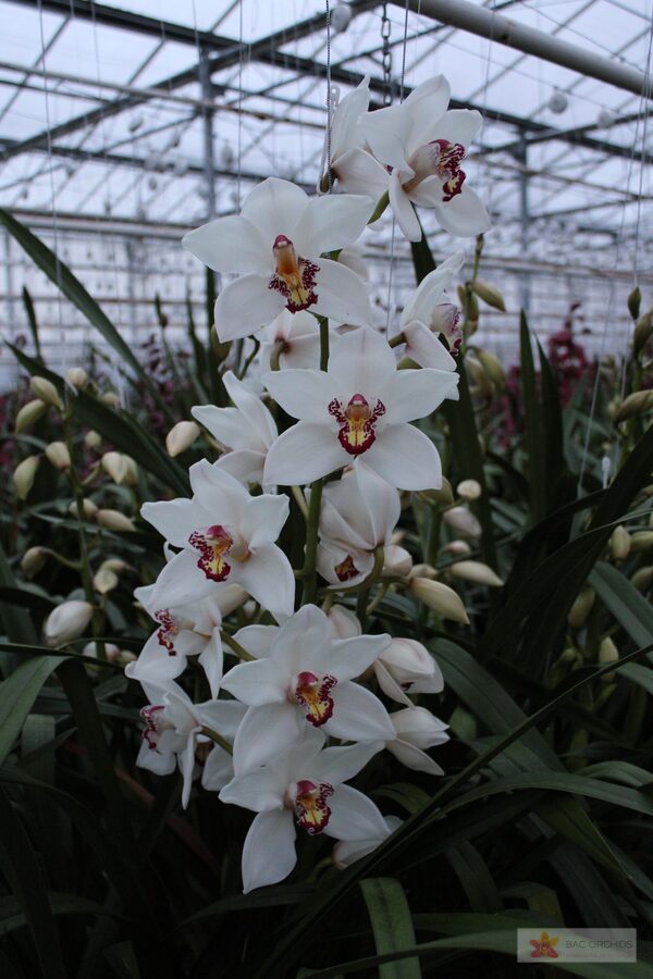 Cymbidium large flowered MAZURKA, foto 3