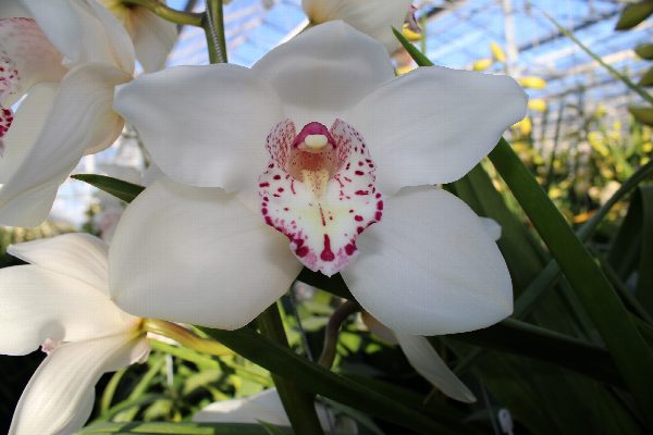 Cymbidium large flowered SNOWBIRD, foto 5