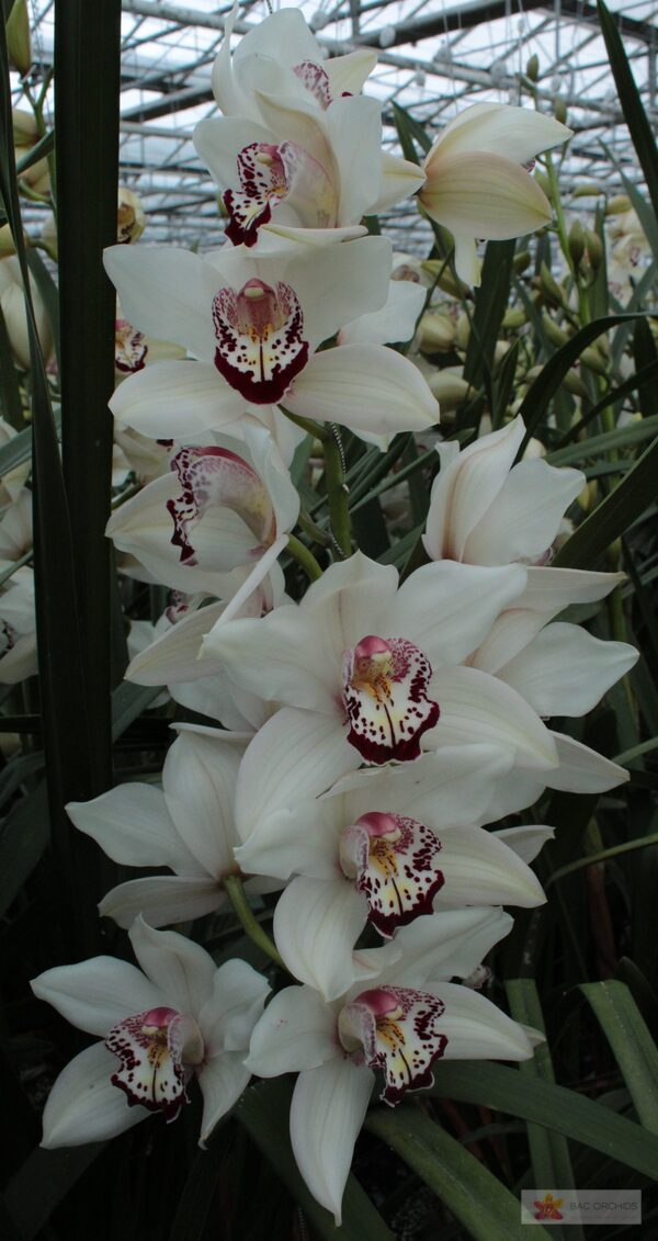 Cymbidium large flowered ESMEE, foto 5