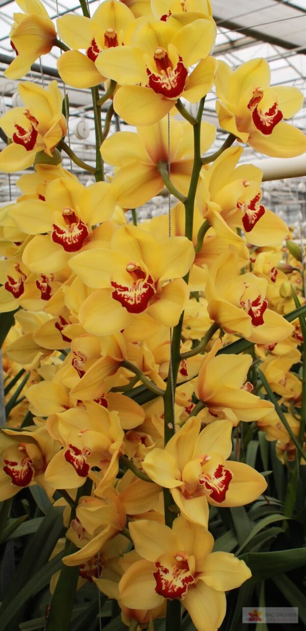 Cymbidium large flowered RIJSENHOUT, foto 4