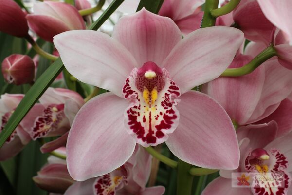 Cymbidium large flowered CINDY, photo 4
