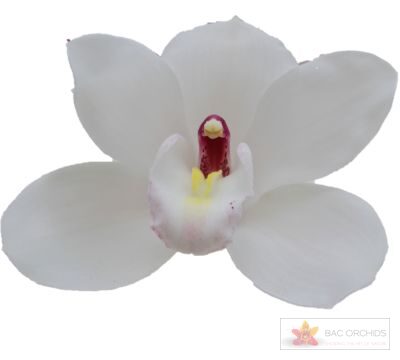 Cymbidium large flowered DOS PUEBLOS