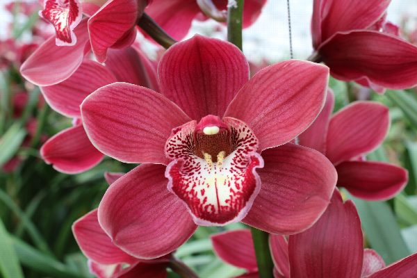 Cymbidium large flowered VULCAN, photo 2
