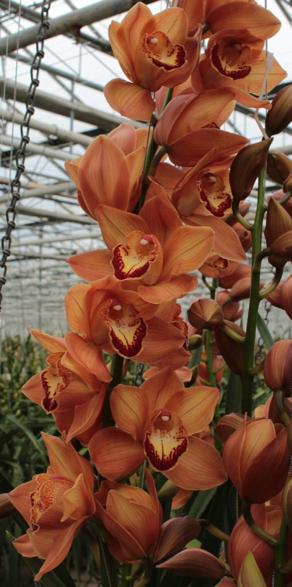 Cymbidium large flowered ARANCIA, foto 2
