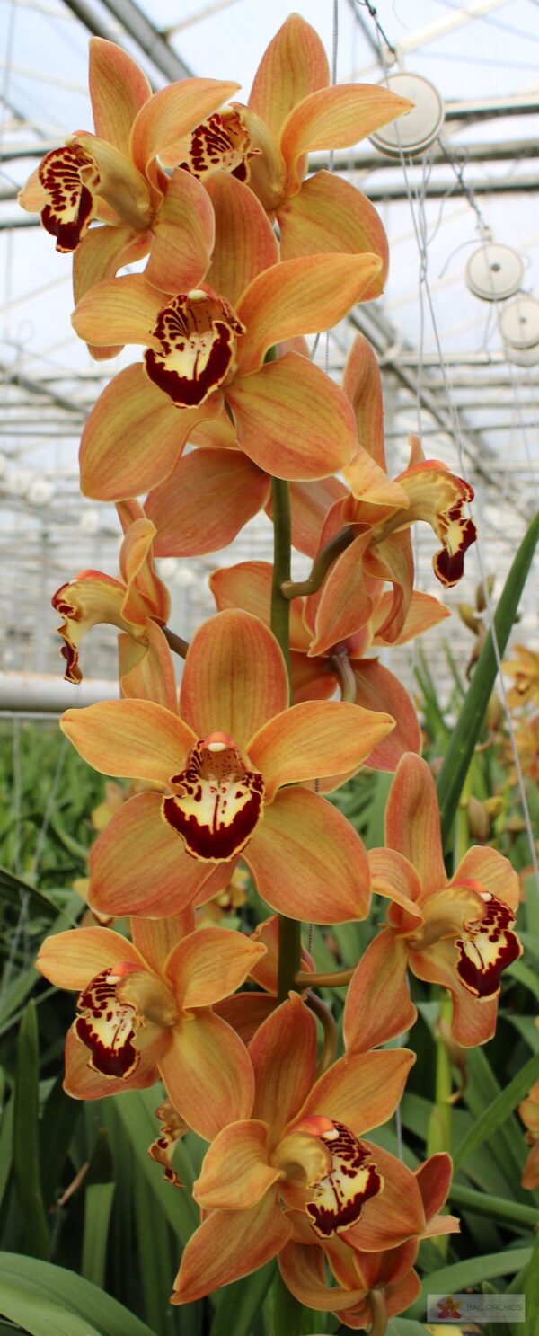 Cymbidium large flowered CHARLY BROWN, foto 5