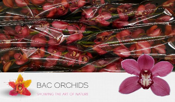 Cymbidium large flowered RED DREAM, foto 5