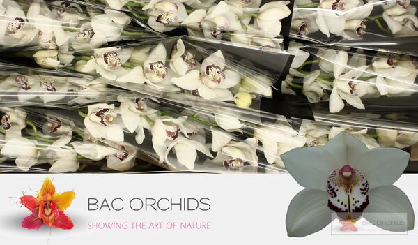 Cymbidium large flowered MRS. ESMEE, foto 4