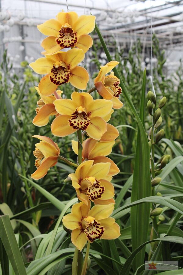 Cymbidium large flowered AUSTRALIAN TIGER, foto 2