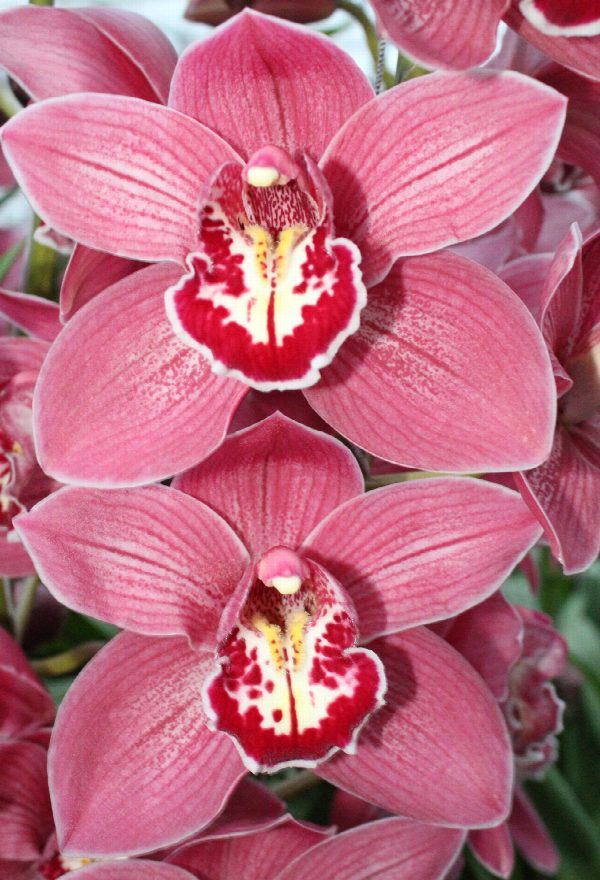 Cymbidium large flowered TRINITY, photo 4