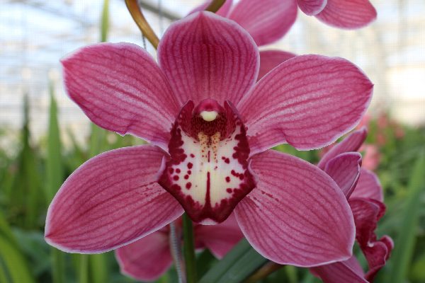 Cymbidium large flowered RED DREAM, foto 3