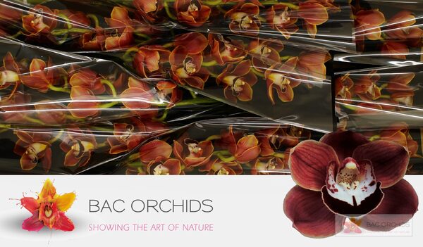 Cymbidium large flowered CHOCOLAT, фото 4