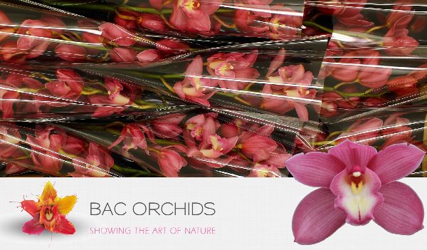 Cymbidium large flowered GERRY, foto 4