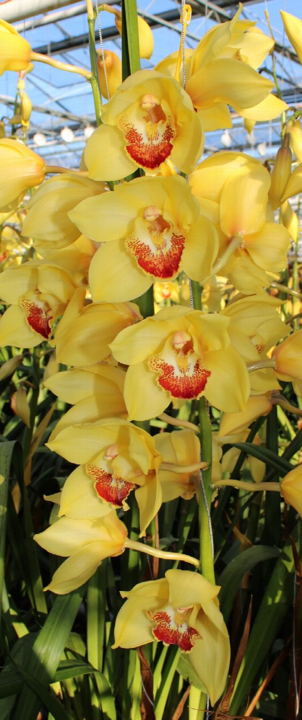 Cymbidium large flowered GOLDEN FLEECE, foto 2