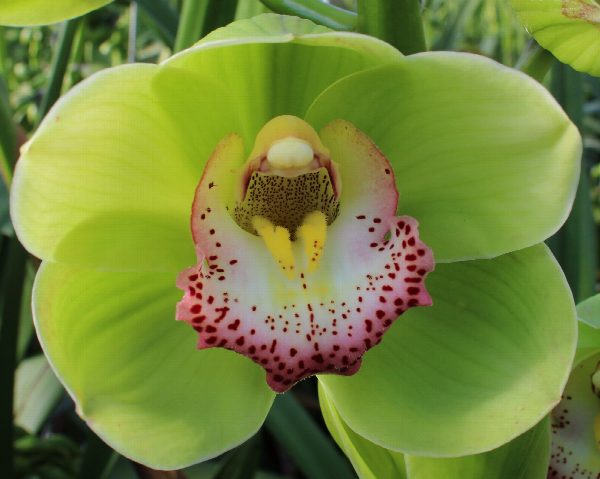 Cymbidium large flowered Waylands Majestic, foto 2