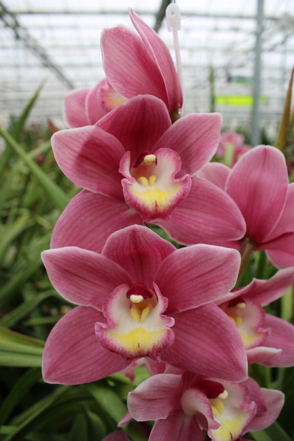 Cymbidium large flowered BD ROSANNA, foto 2