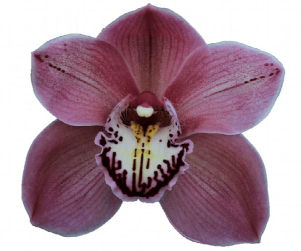 Cymbidium large flowered JET SET, фото 4
