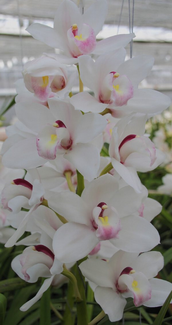 Cymbidium large flowered DOS PUEBLOS, foto 4