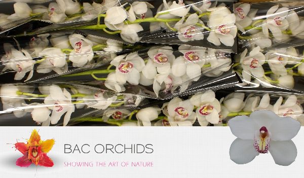 Cymbidium large flowered VANITY, foto 4