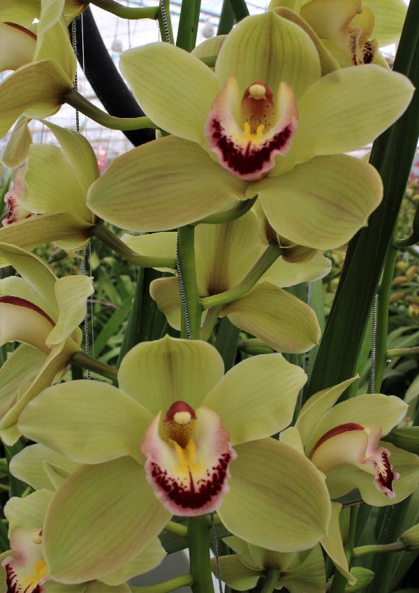 Cymbidium large flowered PIEDMONT, foto 2