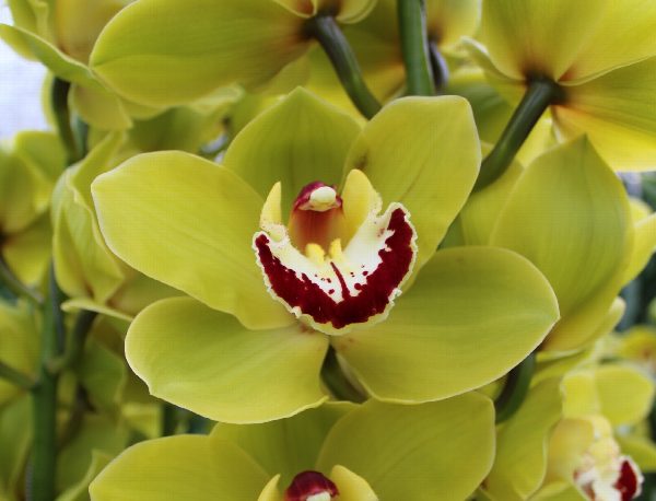 Cymbidium large flowered VERONA, foto 4