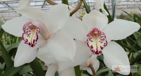 Cymbidium large flowered SNOWBIRD, photo 3