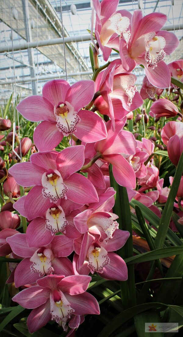 Cymbidium large flowered AIDA, photo 5