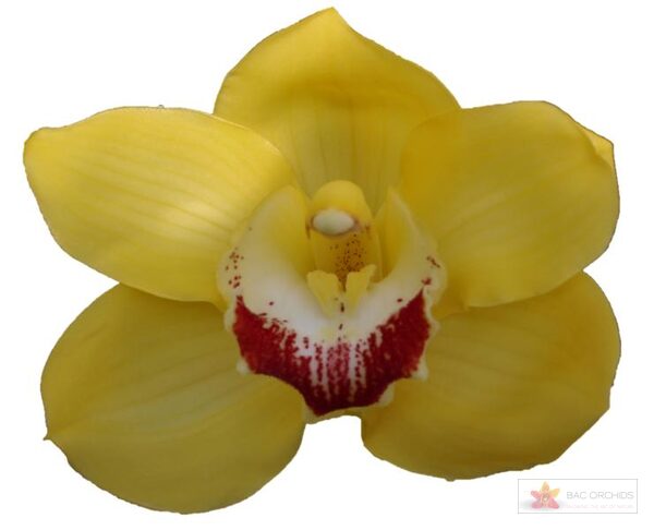 Cymbidium large flowered MIMOSA