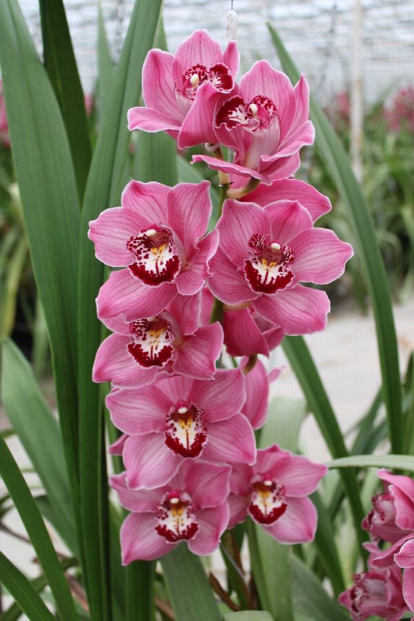 Cymbidium large flowered FANTACY, foto 2