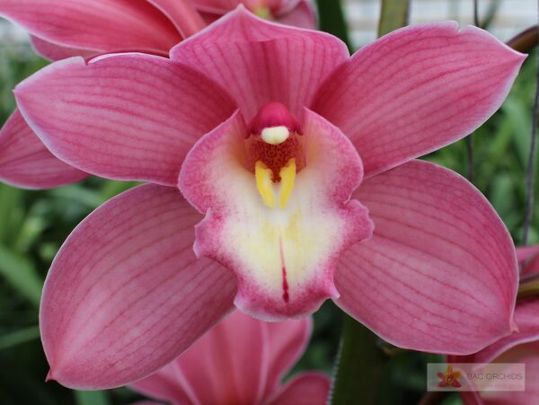 Cymbidium large flowered GERRY, foto 5