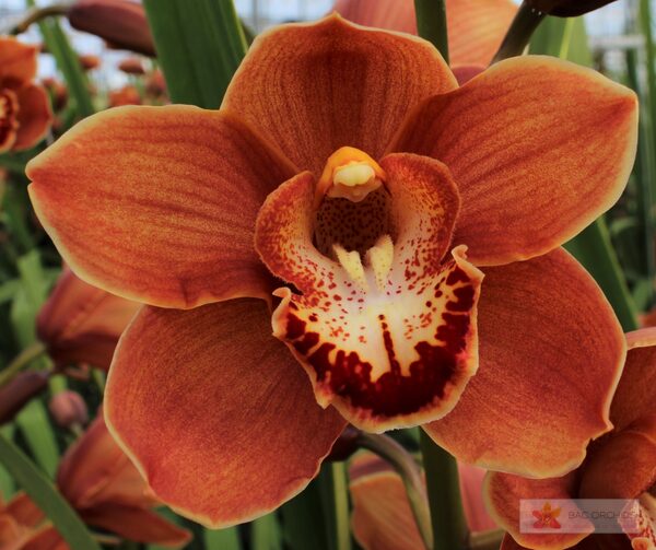 Cymbidium large flowered BRITNEY, photo 2