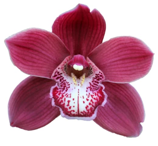 Cymbidium large flowered VULCAN, photo 3