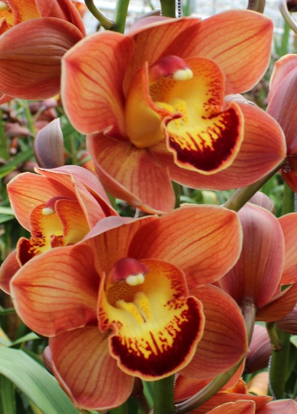 Cymbidium large flowered AUSTRALIAN PRICE, foto 5