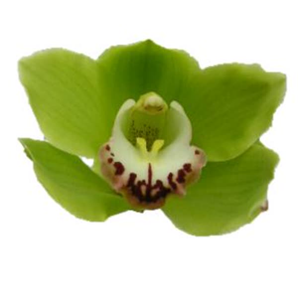 Cymbidium large flowered ALI ANDERSON, foto 2