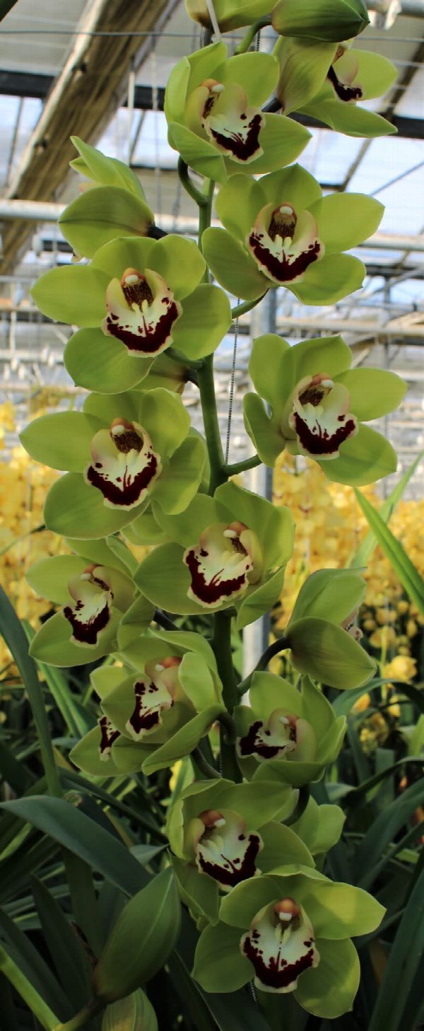 Cymbidium large flowered VALLEY BOOP, foto 4