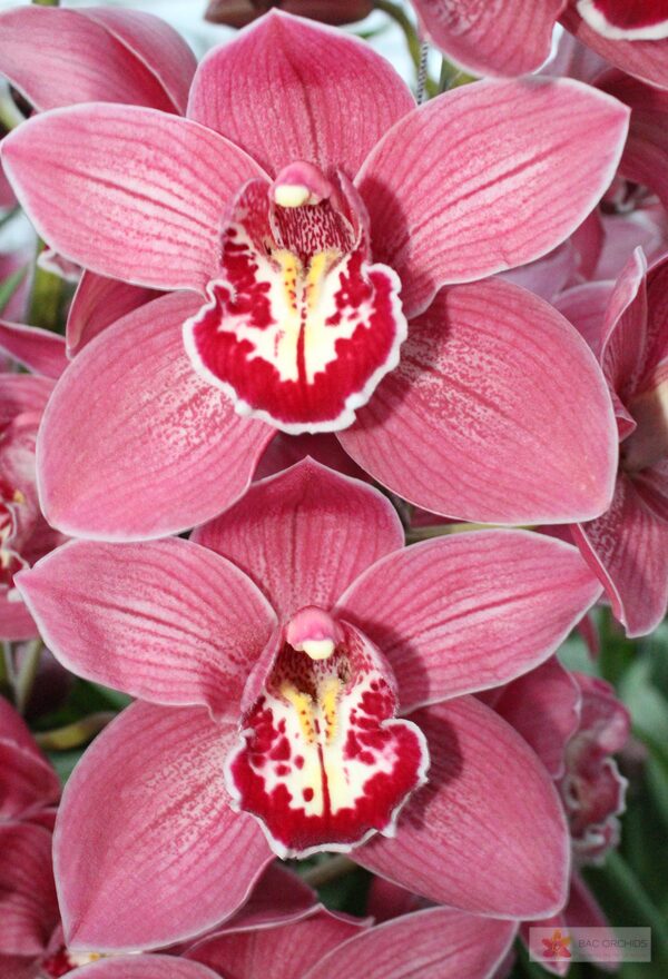 Cymbidium large flowered TRINITY, foto 5