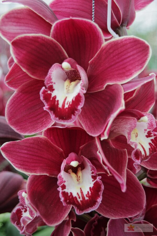 Cymbidium large flowered HENRIETTE, фото 4