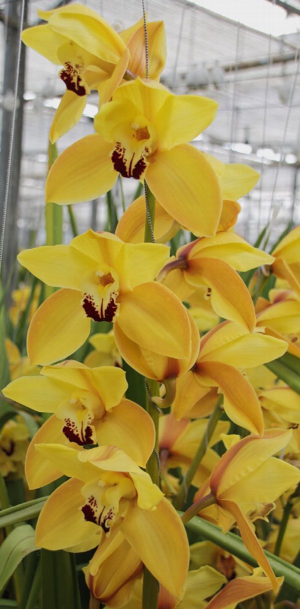 Cymbidium large flowered COOKSBRIDGE, foto 5