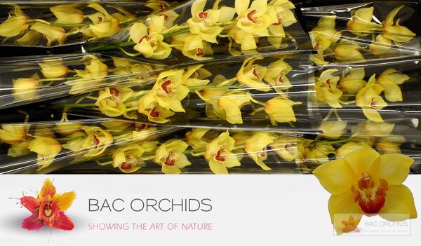 Cymbidium large flowered GOLDEN FLEECE, фото 5