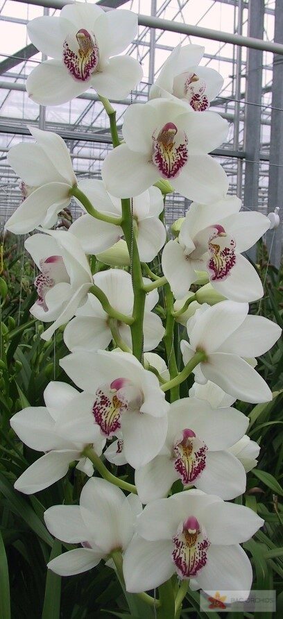 Cymbidium large flowered VANITY, фото 4