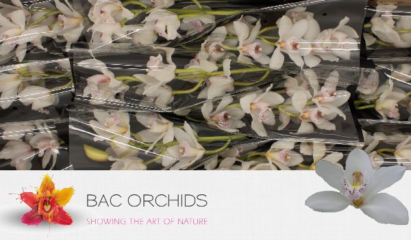 Cymbidium large flowered SILVER, foto 5