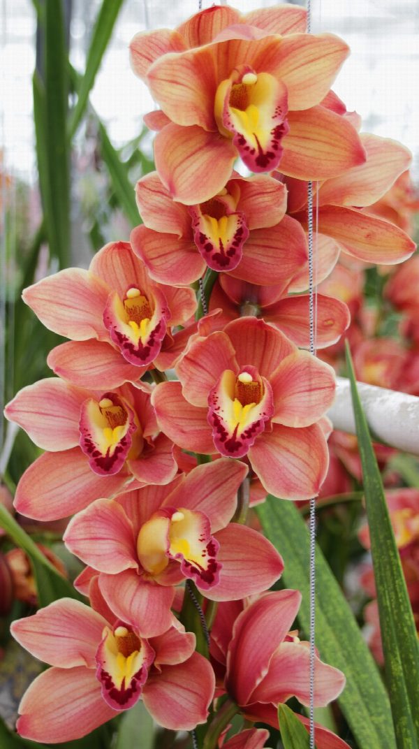 Cymbidium large flowered TREASURE, фото 3