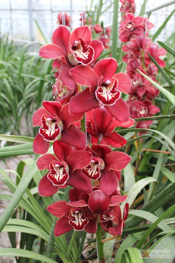 Cymbidium large flowered FLAMEFLOR, foto 3
