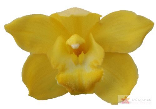 Cymbidium large flowered ALBINO YELLOW
