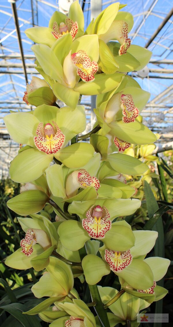 Cymbidium large flowered MELISSA, foto 3